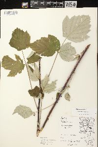 Rubus occidentalis image