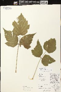 Rubus occidentalis image