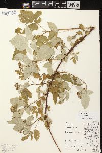 Rubus occidentalis image