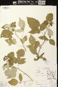 Rubus occidentalis image