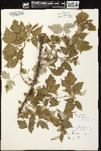 Rubus occidentalis image