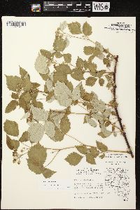 Rubus occidentalis image