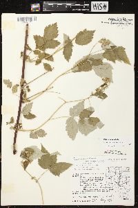 Rubus occidentalis image