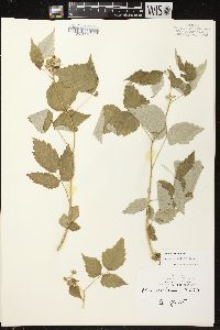 Rubus occidentalis image