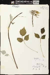 Rubus occidentalis image