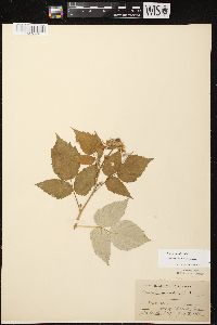 Rubus occidentalis image