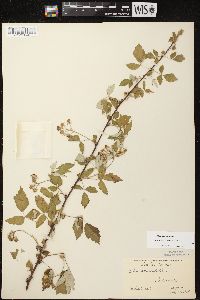 Rubus occidentalis image