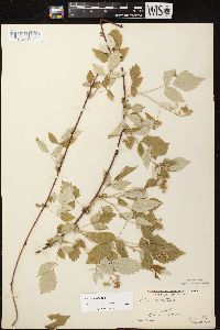 Rubus occidentalis image