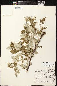 Rubus occidentalis image