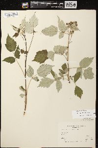 Rubus occidentalis image