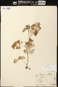 Rubus occidentalis image