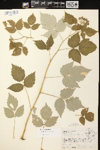 Rubus occidentalis image