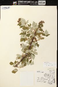 Rubus occidentalis image