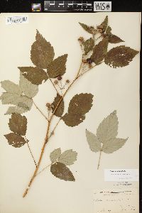 Rubus occidentalis image