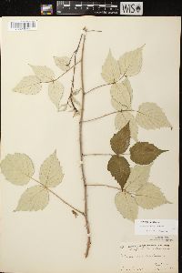 Rubus occidentalis image