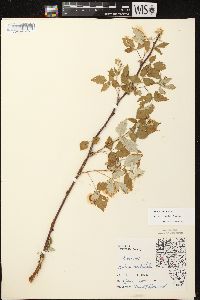 Rubus occidentalis image