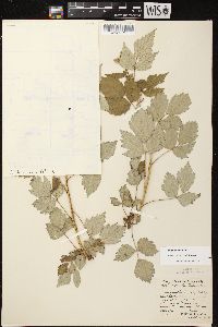 Rubus occidentalis image