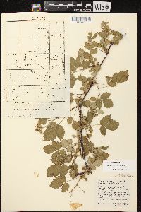 Rubus occidentalis image