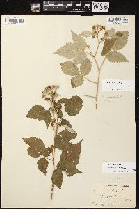 Rubus occidentalis image