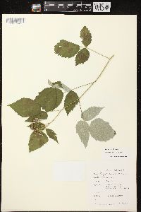 Rubus occidentalis image