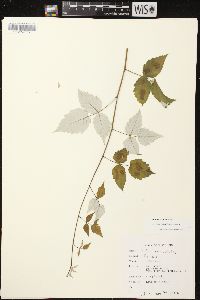 Rubus occidentalis image