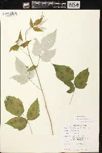 Rubus occidentalis image