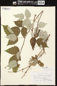 Rubus occidentalis image