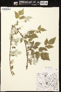 Rubus occidentalis image