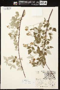 Rubus occidentalis image