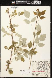 Rubus occidentalis image