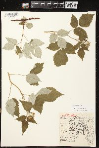 Rubus occidentalis image