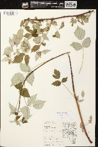 Rubus occidentalis image