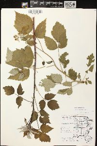 Rubus occidentalis image