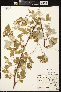 Rubus occidentalis image