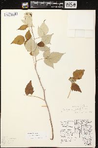 Rubus occidentalis image