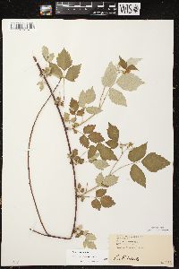 Rubus occidentalis image