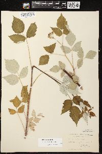 Rubus occidentalis image