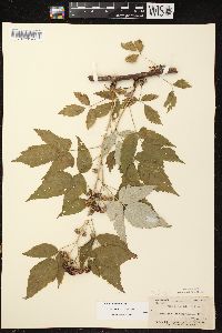 Rubus occidentalis image