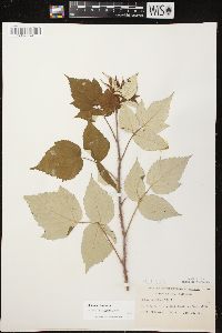 Rubus occidentalis image