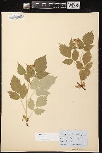 Rubus occidentalis image