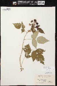 Rubus occidentalis image