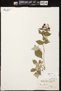 Rubus occidentalis image