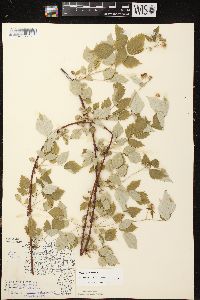 Rubus occidentalis image