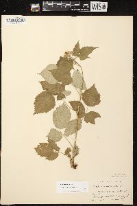 Rubus occidentalis image