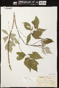 Rubus occidentalis image