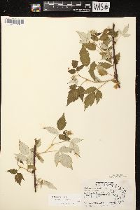 Rubus occidentalis image