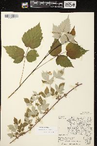 Rubus occidentalis image