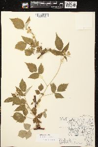 Rubus occidentalis image