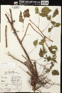 Rubus occidentalis image