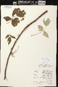 Rubus occidentalis image